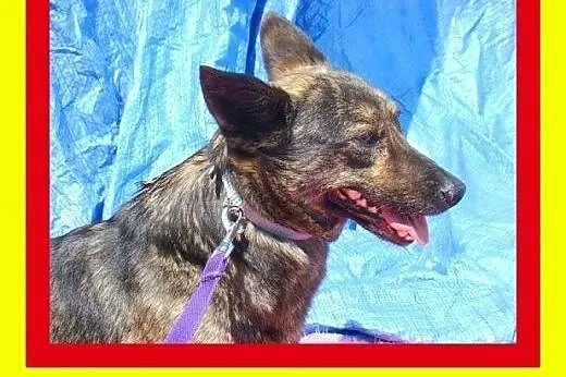 8kg,sympatyczna,pręgowana suczka na krótkich łapka