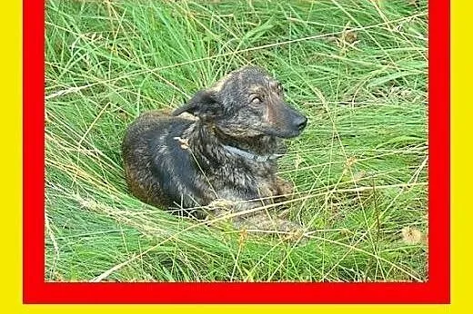 8kg,sympatyczna,pręgowana suczka na krótkich łapka