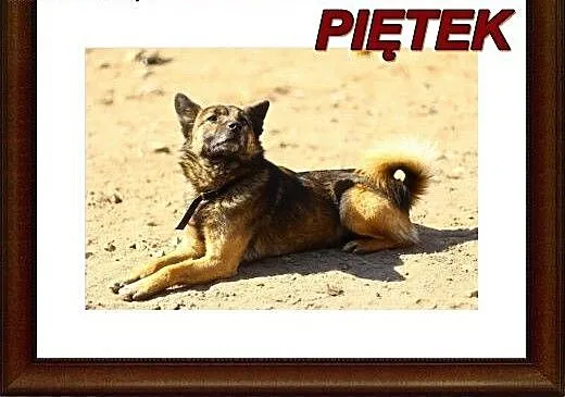 Mały,młody, delikatny Piętek szuka domu.ADOPTUJ !,