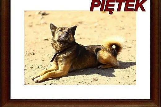 Mały,młody, delikatny Piętek szuka domu.ADOPTUJ !,