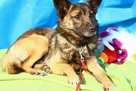 Mały,młody, delikatny Piętek szuka domu.ADOPTUJ !,