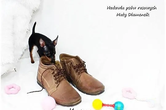 Pinczer miniaturowy (Ratlerek) Suczka KAMA z Rodowodem i Wyprawką, Lubuskie, Żary