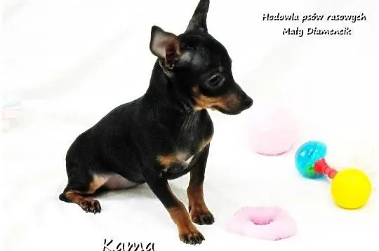 Pinczer miniaturowy (Ratlerek) Suczka KAMA z Rodowodem i Wyprawką, Lubuskie, Żary