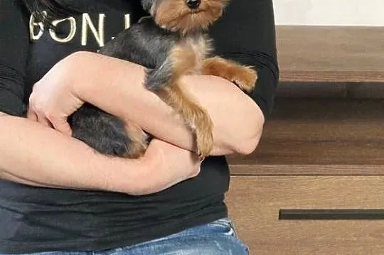 Yorkshire Terrier Maleńka Suczka Daisy szuka kochającego domku, Małopolskie, Niepołomice
