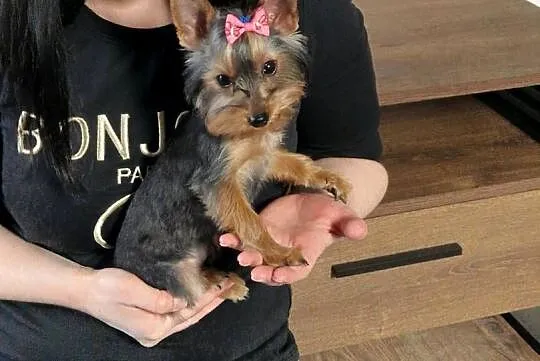 Yorkshire Terrier Maleńka Suczka Daisy szuka kochającego domku, Małopolskie, Niepołomice