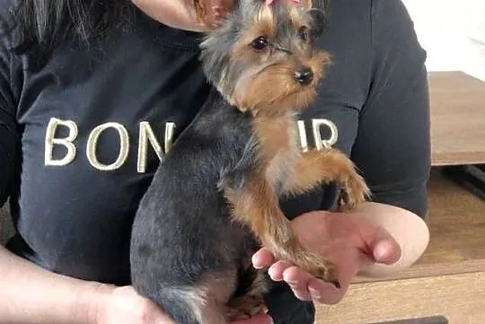 Yorkshire Terrier Maleńka Suczka Daisy szuka kochającego domku, Małopolskie, Niepołomice