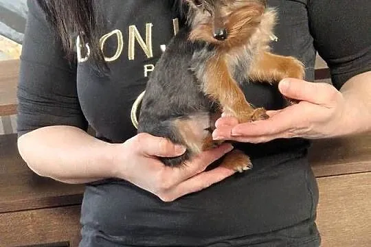 Yorkshire Terrier Maleńka Suczka Daisy szuka kochającego domku, Małopolskie, Niepołomice
