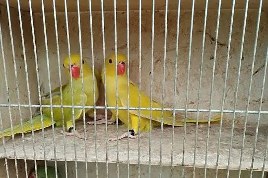 Papugi aleksandretty obrożne, rozelle, nimfy, mnichy, faliste, lilianki, Lubelskie, Mircze