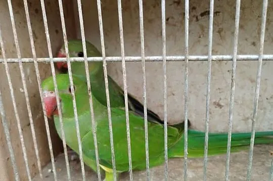 Papugi aleksandretty obrożne, rozelle, nimfy, mnichy, faliste, lilianki, Lubelskie, Mircze