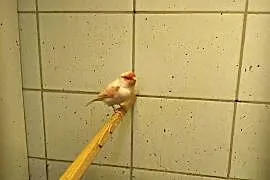 Kanarki sprzedam
