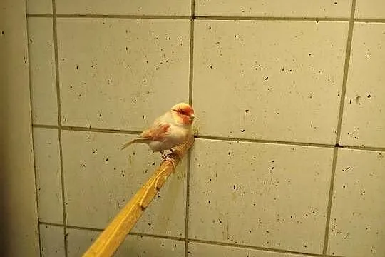 Kanarki sprzedam, Śląskie, Świerklany