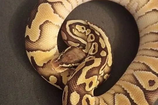 Sprzedam pytona królewskiego pastel lesser het clown, Małopolskie, Dąbrówka