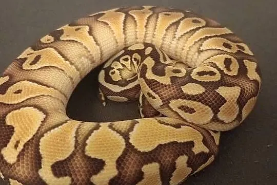 Sprzedam pytona królewskiego pastel lesser het clown, Małopolskie, Dąbrówka