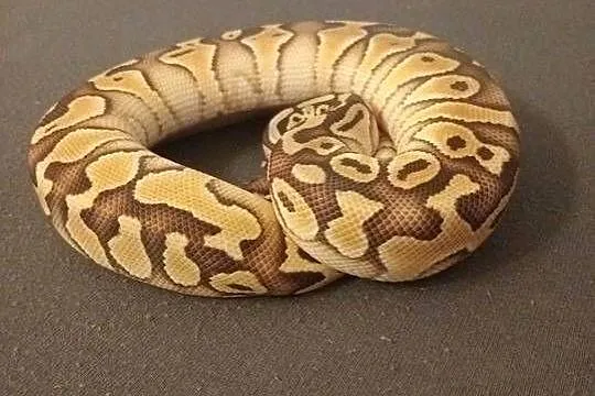 Sprzedam pytona królewskiego pastel lesser het clown, Małopolskie, Dąbrówka