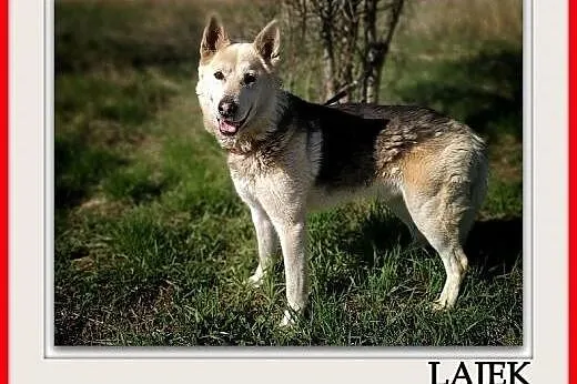 W typie husky,3 letni,przyjazny,kontaktowy,duży,szczepiony pies ŁAJEK.Adopcja.,  dolnośląskie Wrocław, 