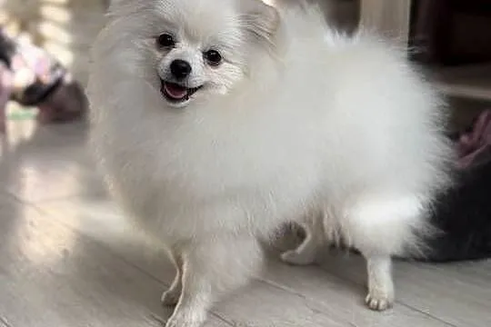 Pomeranian Szpic Miniaturowy Biały FCI