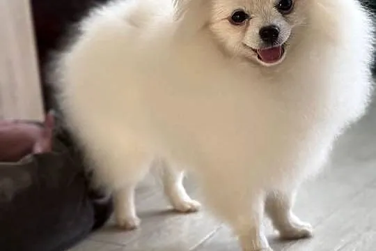 Pomeranian Szpic Miniaturowy Biały FCI, Lubelskie, Tomaszów Lubelski