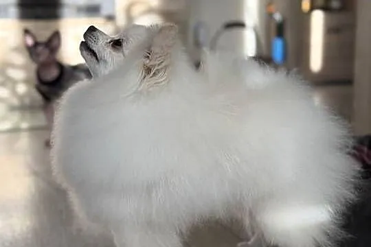 Pomeranian Szpic Miniaturowy Biały FCI, Lubelskie, Tomaszów Lubelski