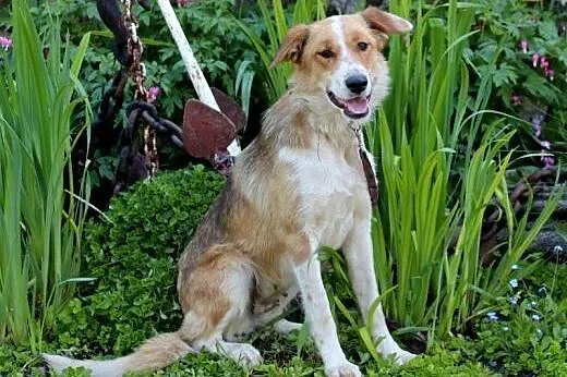 Sunia poleca sie do adopcji...,  podkarpackie Prze