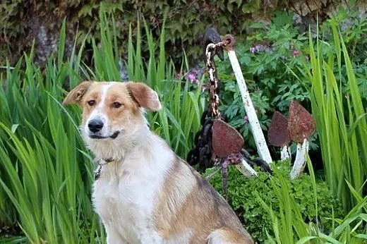 Sunia poleca sie do adopcji...,  podkarpackie Prze