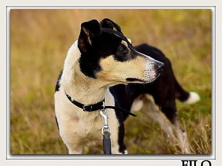 Średni,przyjazny,aktywny,towarzyski,zaszczepiony psiak FILO.Adopcja., Łódzkie, Łódź