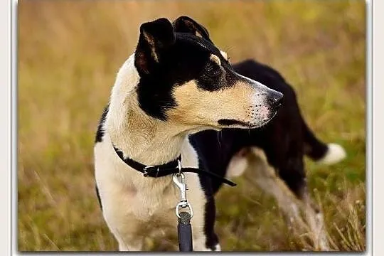 Średni,przyjazny,aktywny,towarzyski,zaszczepiony psiak FILO.Adopcja., Łódzkie, Łódź