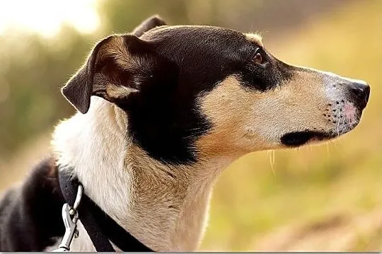 Średni,przyjazny,aktywny,towarzyski,zaszczepiony psiak FILO.Adopcja., Łódzkie, Łódź