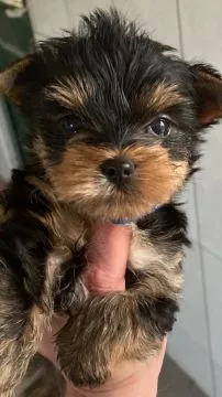 Szczenięta York Terrier do adopcji E-mail: {{amandinelisa01@gmail.com}}, , Lubin