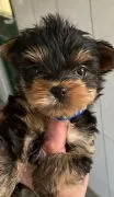 Szczenięta York Terrier do adopcji E-mail: {{amandinelisa01@gmail.com}}