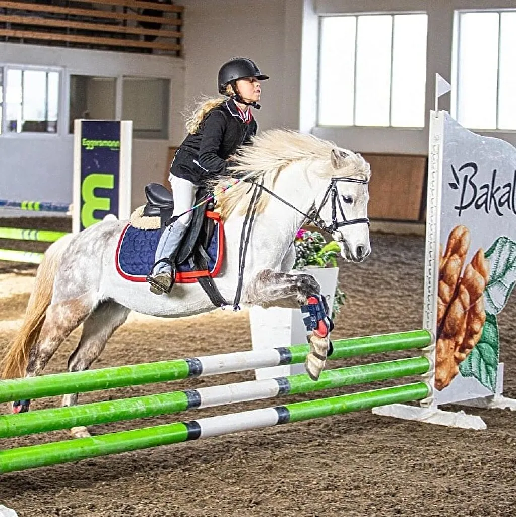Kucyk sportowy grupy B, , Bydgoszcz