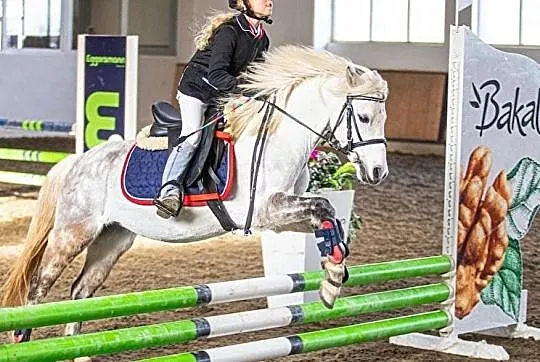 Kucyk sportowy grupy B