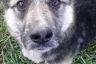 Chciałbym aby mnie ktoś zabrał ze schroniska i pokochał, Wielkopolskie, Poznań