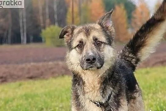 Chciałbym aby mnie ktoś zabrał ze schroniska i pokochał, Wielkopolskie, Poznań