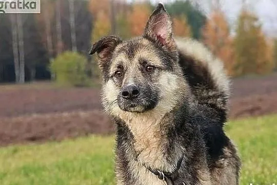 Chciałbym aby mnie ktoś zabrał ze schroniska i pokochał, Wielkopolskie, Poznań