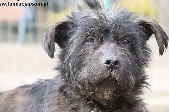 Figaro - poszukuje kochającego domku, Mazowieckie, Nowy Dwór Mazowiecki