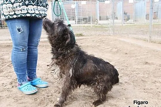 Figaro - poszukuje kochającego domku, Mazowieckie, Nowy Dwór Mazowiecki