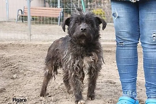 Figaro - poszukuje kochającego domku, Mazowieckie, Nowy Dwór Mazowiecki