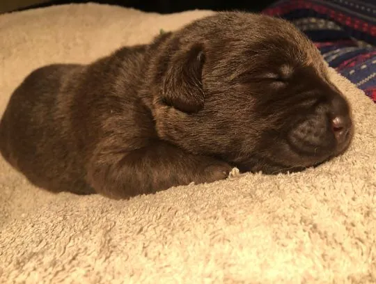Labrador czekoladowy szczenięta rasowe z rodowodem