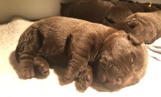 Labrador czekoladowy szczenięta rasowe z rodowodem, , Sulmierzyce