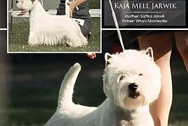 West Highland White Terrier szczeniaczki z rodowod, 14 Ustka , 