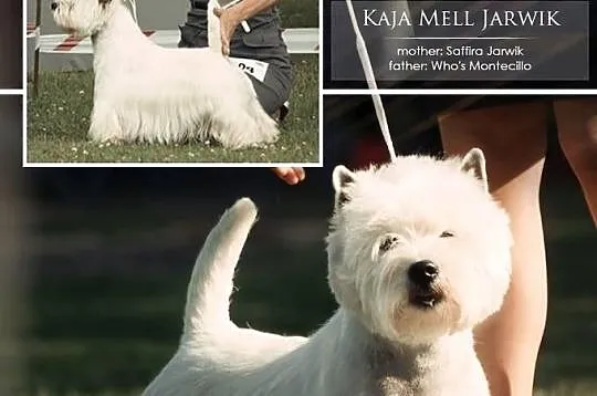 West Highland White Terrier szczeniaczki z rodowod