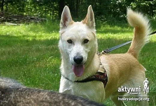 ZORRO- pogodny i inteligentny pies do adopcji, ma