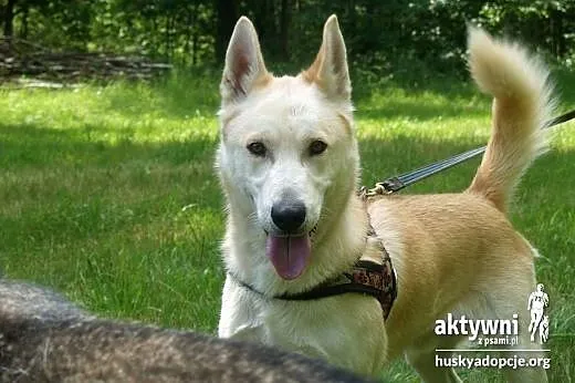 ZORRO- pogodny i inteligentny pies do adopcji,  ma