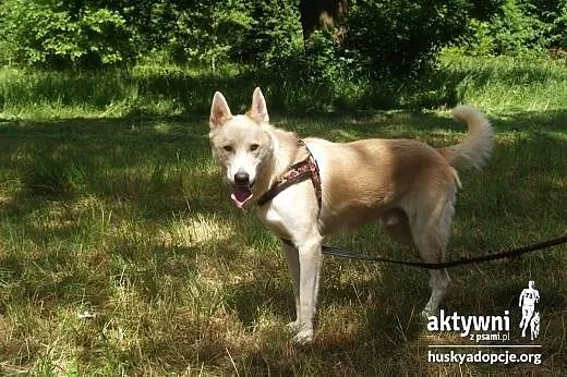 ZORRO- pogodny i inteligentny pies do adopcji,  ma