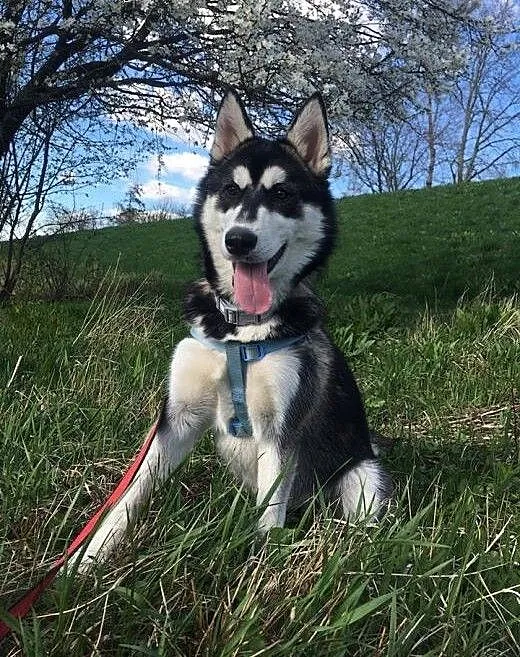 6 miesięczna See La, wesoła, grzeczna sunia HUSKY