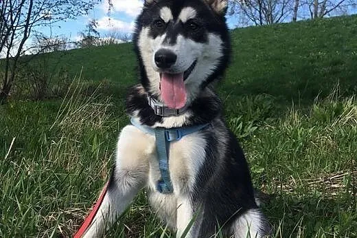 6 miesięczna See La, wesoła, grzeczna sunia HUSKY 