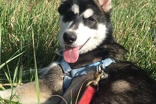 6 miesięczna See La, wesoła, grzeczna sunia HUSKY 