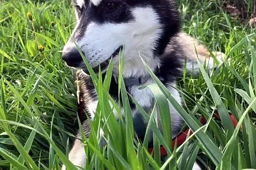 6 miesięczna See La, wesoła, grzeczna sunia HUSKY 