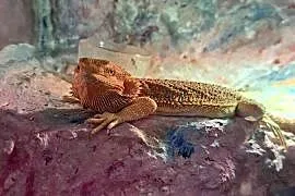 Agama brodata samiczka 8 miesięcy
