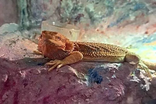 Agama brodata samiczka 8 miesięcy